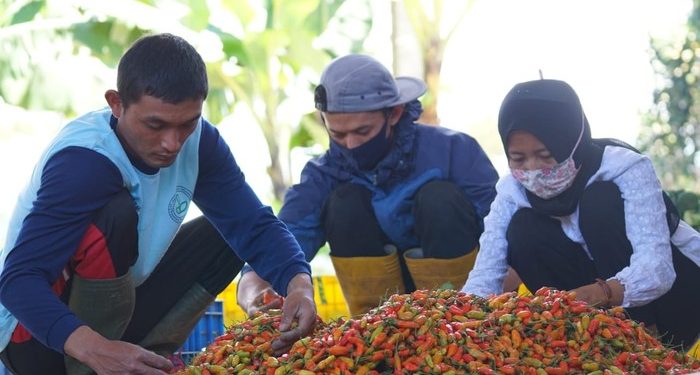 Harga Cabai Masih Tinggi, Kementan Tegaskan Tak Ada Impor