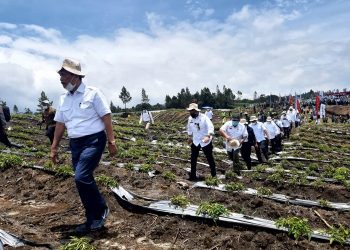 Hasil Food Estate Humbahas Memuaskan, Luhut Minta Lahan Diperluas