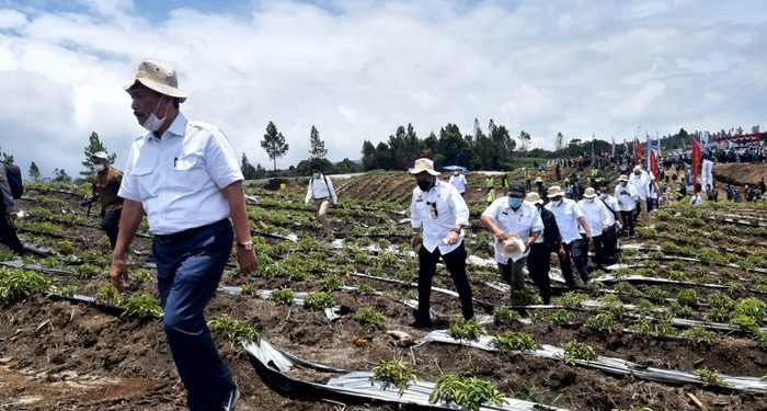 Hasil Food Estate Humbahas Memuaskan, Luhut Minta Lahan Diperluas