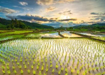 Indeks Ketahanan Pangan RI Peringkat 5 di ASEAN