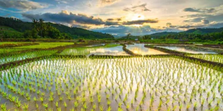 Indeks Ketahanan Pangan RI Peringkat 5 di ASEAN