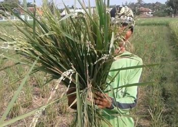 Kementan Amankan Stok Beras di Ramadhan, Gimana Caranya?