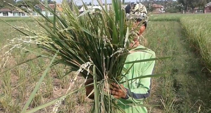 Kementan Amankan Stok Beras di Ramadhan, Gimana Caranya?