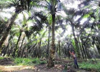 Kementan Dorong Peremajaan Sawit Rakyat di Sumatera & Kalimantan