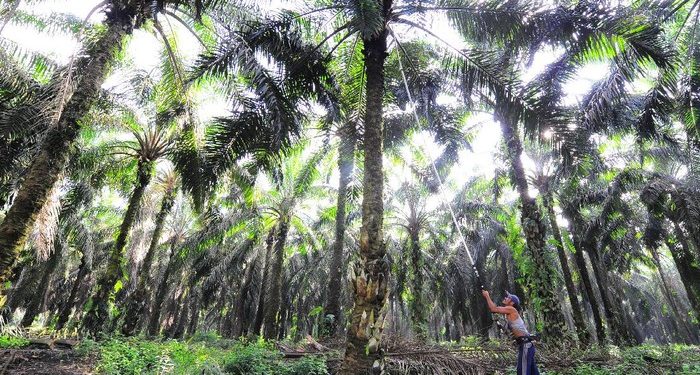 Kementan Dorong Peremajaan Sawit Rakyat di Sumatera & Kalimantan