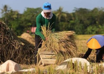 Kementan: Petani Harus Kita Jaga Kegembiraannya di Masa Panen