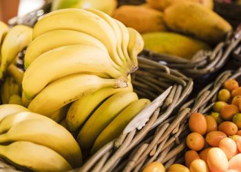 PDM Jogja Bentuk Kader Lingkungan Hidup dan Ketahanan Pangan