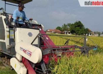 Panen Raya, 14 Bulan Stok Pangan di Bangkalan Aman