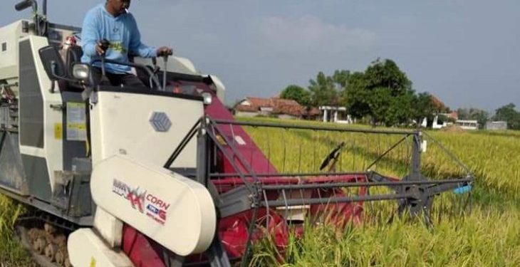 Panen Raya, 14 Bulan Stok Pangan di Bangkalan Aman
