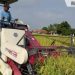 Panen Raya, 14 Bulan Stok Pangan di Bangkalan Aman