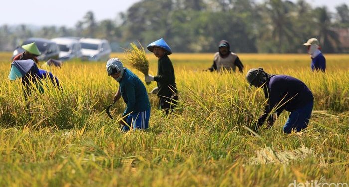 Panen Raya Diprediksi Capai 14 Juta Ton, Impor Beras Perlu Dikaji Lagi