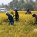 Panen Raya Diprediksi Capai 14 Juta Ton, Impor Beras Perlu Dikaji Lagi