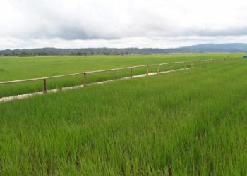 BPS : Potensi Produksi Padi Naik Tajam Tahun ini