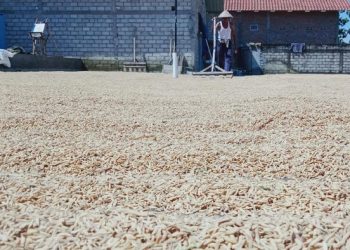 Harga Gabah Anjlok, Petani Tolak Impor Beras