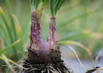 Pelaku Usaha Siap Serap Bawang dan Kentang Food Estate Sumut