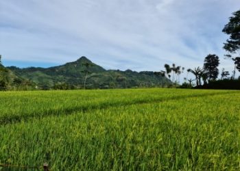 Menggembirakan, Produksi Padi 2020 dan Potensi Januari-April 2021 Naik