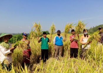 Panen Perdana Program PATB Padi di Cilacap Memuaskan
