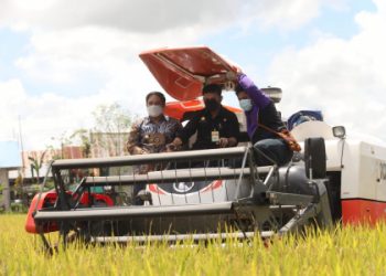 Panen Raya di Maros, Bulog dan Kostraling Sinergi Serap Gabah