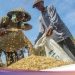 Produksi Beras Periode Januari-April Diprediksi Capai 14,54 Juta Ton