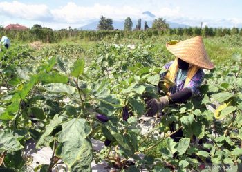 DPRD Bogor dorong pemulihan ekonomi lewat sektor pertanian