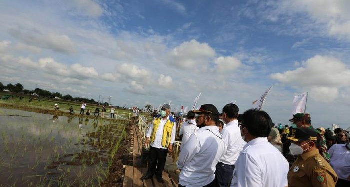 Kementan Perluas Lahan Food Estate di Kapuas untuk Ditanami Padi
