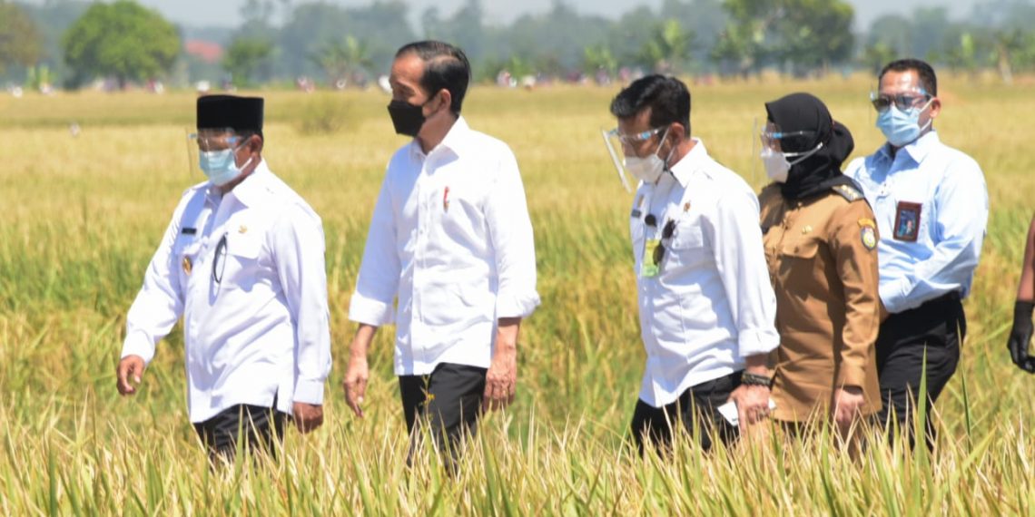 Panen Raya Memuaskan, Jokowi Sebut RI Tak Perlu Impor Beras