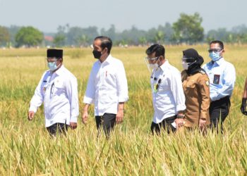 Panen Raya Memuaskan, Jokowi Sebut RI Tak Perlu Impor Beras