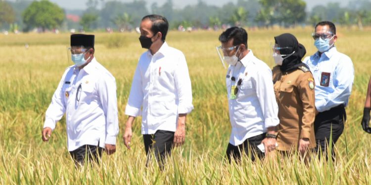 Panen Raya Memuaskan, Jokowi Sebut RI Tak Perlu Impor Beras