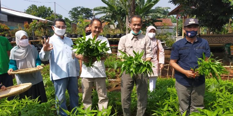 Peran Pertanian Keluarga untuk Ketahanan Pangan Nasional