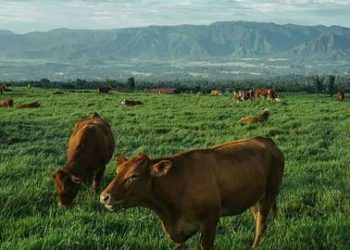 RI Punya Peternakan Sapi seperti Selandia Baru