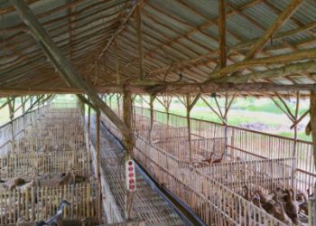Berbasis Korporasi, Peternak Itik Food Estate Kalteng Meraih Hasil Menggembirakan