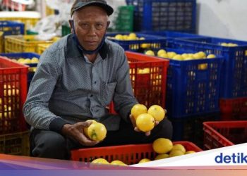 Cegah Penumpukan Stok, Kementan Edarkan Lemon ke Jabodetabek-Bali