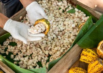 Kementan Dorong Industri Cokelat untuk Penuhi Kebutuhan Ekspor