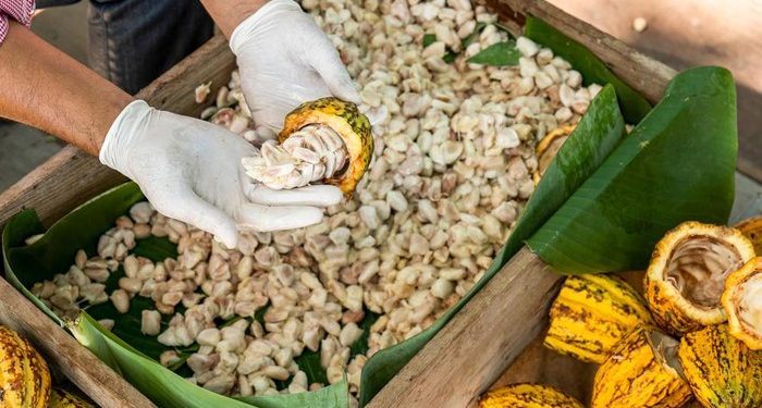 Kementan Dorong Industri Cokelat untuk Penuhi Kebutuhan Ekspor