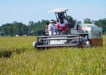 Mentan, Komisi IV dan Bulog Gelar Panen Raya di Karawang