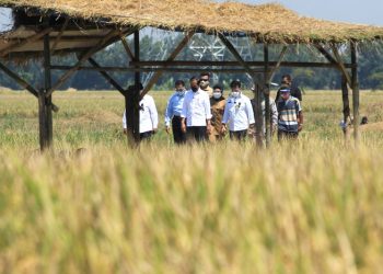 BPS Sebut Pertanian Jadi Sektor Andalan di Triwulan I 2021