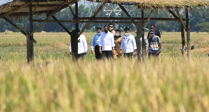 BPS Sebut Pertanian Jadi Sektor Andalan di Triwulan I 2021