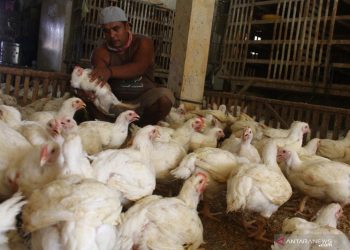 Kementan Sebut Impor GPS Ayam Ras Sesuai Kalkulasi & Permentan