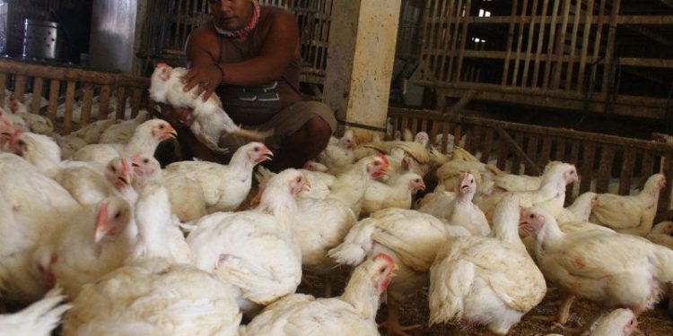 Kementan Sebut Impor GPS Ayam Ras Sesuai Kalkulasi & Permentan