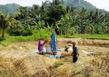 Sektor Pertanian Diramal Tumbuh Positif di Kuartal II-2021