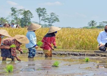 Tinjau Panen Raya Malang, Jokowi Harap Kedaulatan Pangan Bisa Diraih