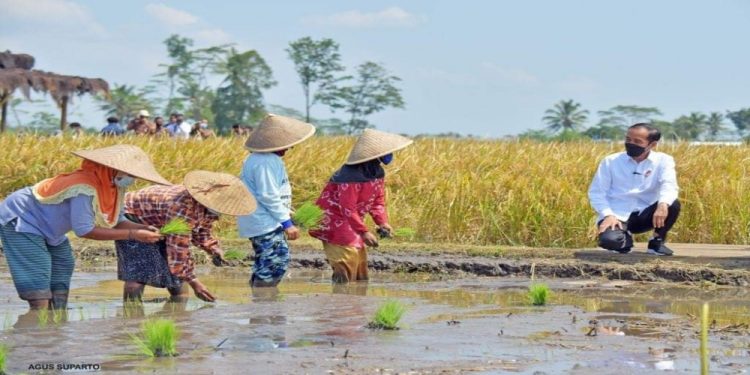 Tinjau Panen Raya Malang, Jokowi Harap Kedaulatan Pangan Bisa Diraih