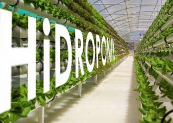 Sudin KPKP Jak-Bar adakan kursus pelatihan hidroponik