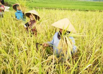 Indonesia Perlu Regenerasi Petani Untuk Jadi Lumbung Pangan Dunia