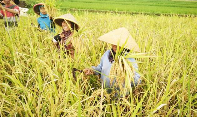 Indonesia Perlu Regenerasi Petani Untuk Jadi Lumbung Pangan Dunia