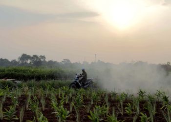 Kementan harap Holding BUMN Pangan mudahkan koordinasi perencanaan