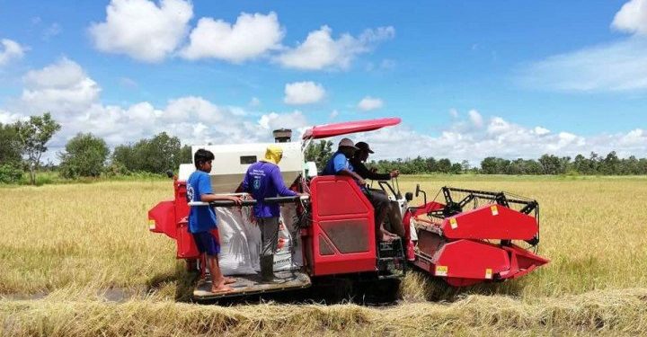 Merauke Siap Jadi Lumbung Pangan Papua