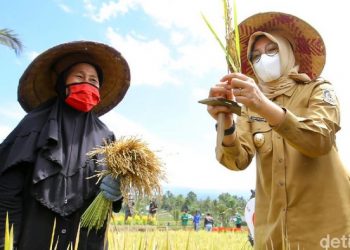 Festival Padi Banyuwangi untuk Lahan Pertanian Pangan Berkelanjutan