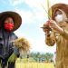 Festival Padi Banyuwangi untuk Lahan Pertanian Pangan Berkelanjutan