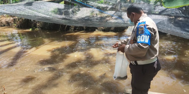 Dukung ketahanan pangan, Polda Kalteng tabur benih ikan di Pulau Petak